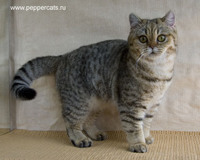 британский котенок окраса браун табби Della Peppercats