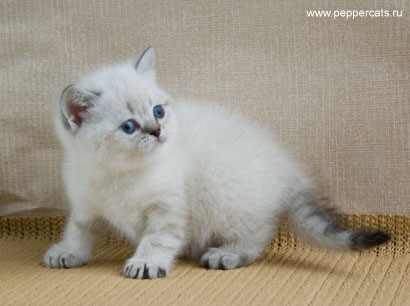 британский котенок колорного окраса Persefona Peppercats