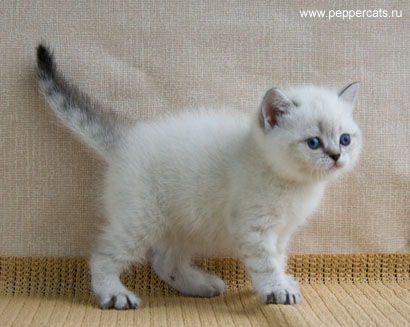 британский котенок колорного окраса Persefona Peppercats