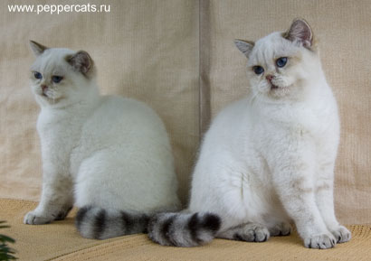 британский колорный котенок окрас n2133 Delia Peppercats