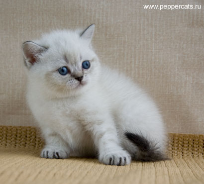 британский котенок колорного окраса Persefona Peppercats