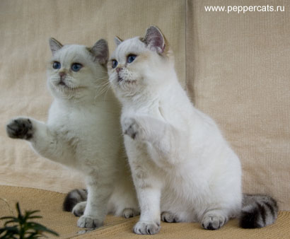 британский котенок редкого окраса n2133 Delia Peppercats