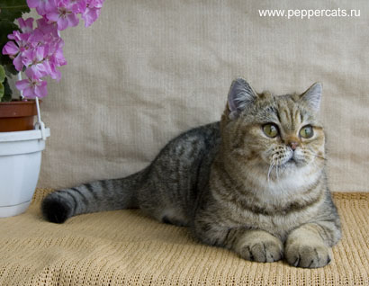 британский котенок окраса браун табби Della Peppercats