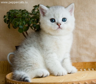 Британский серебристый котенок Zyxel Peppercats