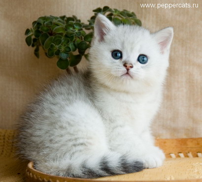 Британский котенок серебристая шиншилла Zyxel Peppercats