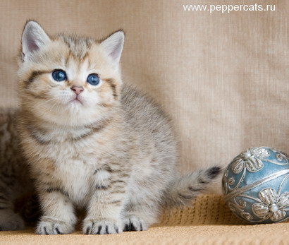 Британский золотой котенок Damask Peppercats