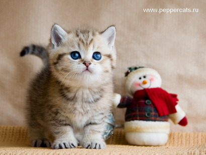 Британский котенок Dublon Peppercats