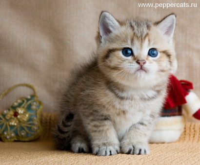 Британский котенок шиншилла Damask Peppercats