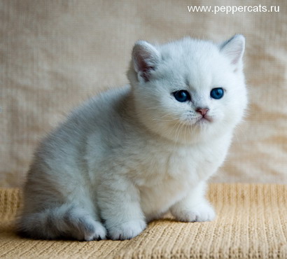 Британский котенок Darlington Snow Barsia Peppercats