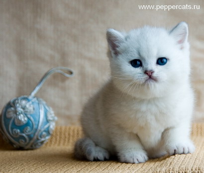 Котенок серебристой шиншиллы Darlington Snow Barsia Peppercats