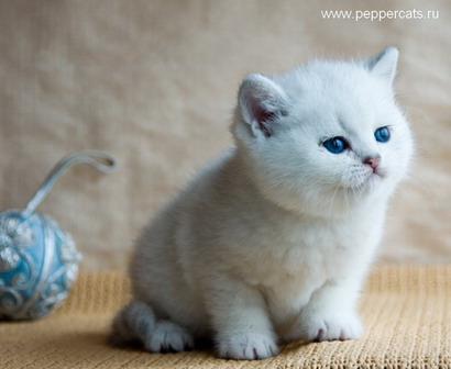 Британский серебристый котенок Darlington Snow Barsia Peppercats