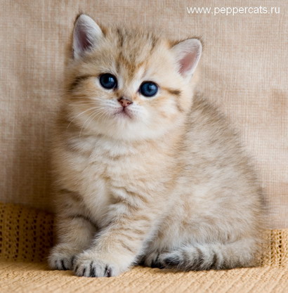 Золотой британский котенок Diamanta Peppercats