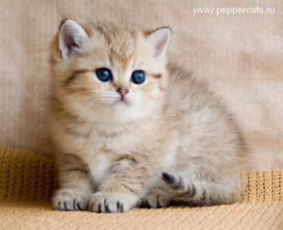 Британский котенок Diamanta Peppercats