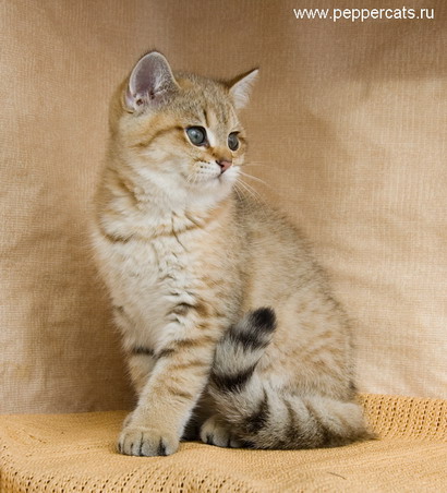 Британский котёнок шиншилла Chrysolit Peppercats