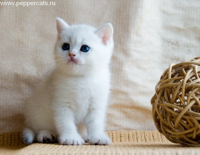 Британский котенок серебристая шиншилла Erot Chubby Peppercats