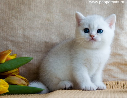 Британский короткошерстный котенок Erot Chubby Peppercats