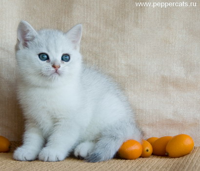 Британский котенок серебристая шиншилла Erot Chubby Peppercats