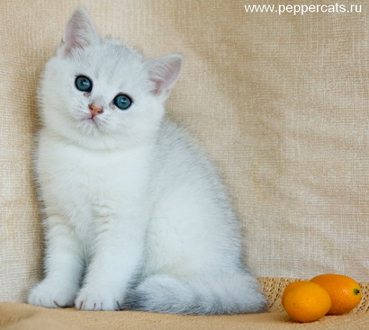 Британский котенок Erot Chubby Peppercats