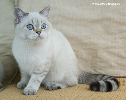 британский колорный котенок Pomona Peppercats