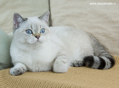 британский колорный котенок Pomona Peppercats окрас n 21 33