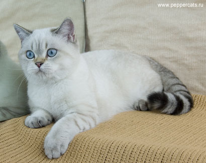 британский колорный котенок Pomona Peppercats окрас n 21 33