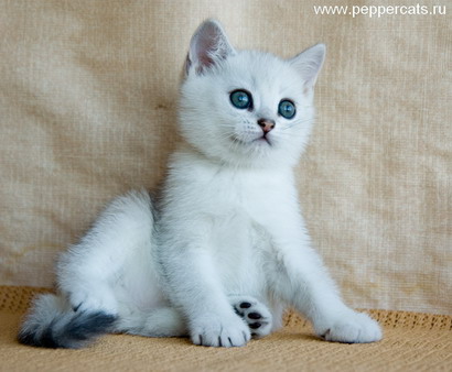 Британский котенок Exellent Peppercats