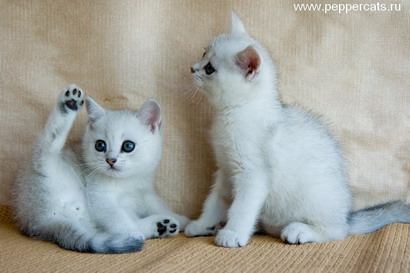 Британский котенок Exellent Peppercats и Eridan White Peppercats