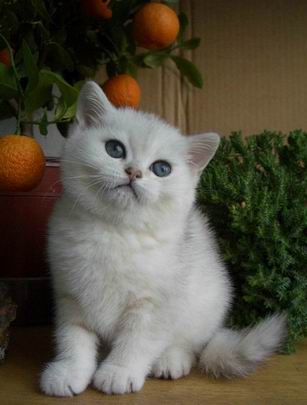 британская короткошерстная кошка шиншилла Ivory Peppercats котенок