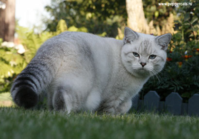 британский колорный кот Vishnu Peppercats окрас ns 11 33