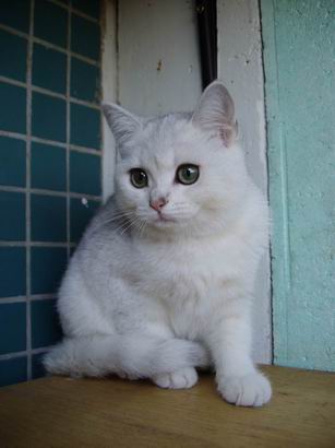 British shorthaired cat