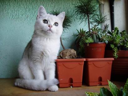 British shorthaired kitten