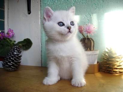 British kitten