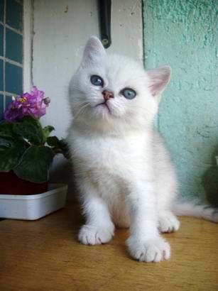 British shorthaired kitten