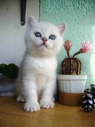 British shorthaired kitten