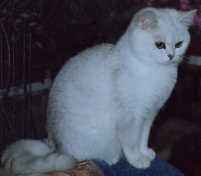 британская кошка Petunia Snow Queen 