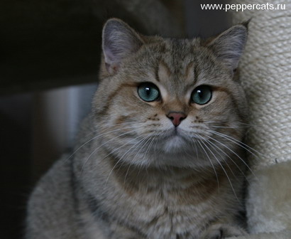 британский кот золотая шиншилла Rubicon Peppercats