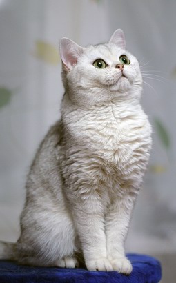 британская серебристая шиншилла Integra Peppercats