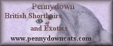 PennyDown cattery